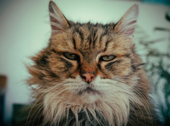 Andropause – Grumpy Old Man Syndrome